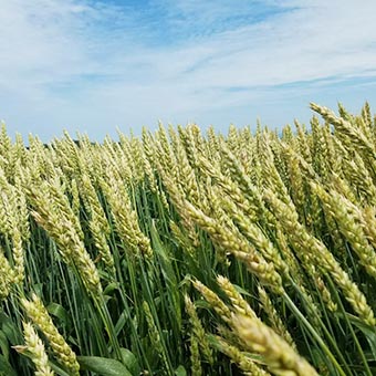 ラーメンは麺が主役です
